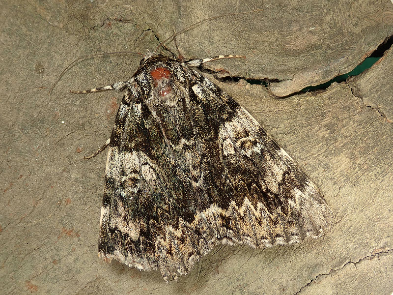 Erebidae: Catocala da identificare - Catocala cf. promissa